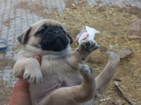 Pug yavrular
