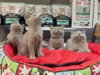 A kalite british shorthair yavrularımız
