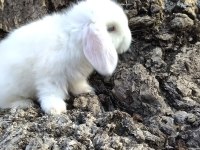 Hollanda lop yavru tavşanlar