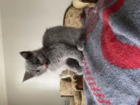 british shorthair dişi kedimi sahiplendiriyorum