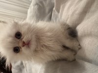 Oyuncu british longhair oburum