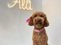 2 aylık poodle yavrularımız ailelerini arıyor