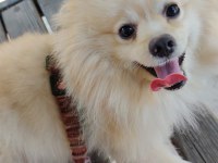 Sadece Denizli İçi Pomeranian