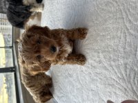 Mini Maltipoo Yavruları