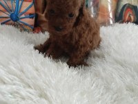 KORE IRK VE SAGLIK GARANTILI POODLE