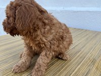 F2 maltipoo sıfır tüy dökülmesi
