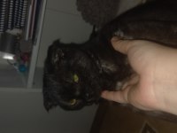Scottish fold uysal bir kedimiz