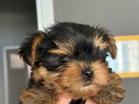 Teacup Yorkshire Terrier Dünyalar Tatlı Yavrumuz