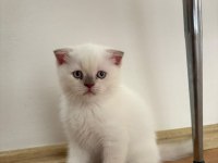 Yavru British Shorthair Kedisi