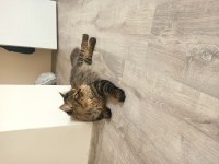 2 YAŞINDA BABALIK TECRÜBELİ FULL AŞILI BAKIMLI ASALET KEDİM