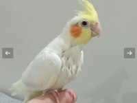 2 Aylık Yavru Sultan Papağanlar