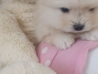 Pomeranian Boo Erkek Ve Dişi Yavrularımız