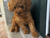 Toy poodle puppy