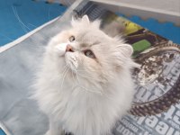 EŞLEME/SAHİPLENME ORİJİNAL SAF IRK BİR BABA KEDİMİZ