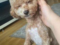 Toy poodle cinsi köpeğimiz yani sahibini arıyor