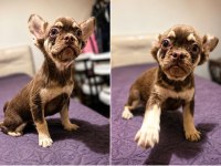 Rojo And Tan Fluffy French Bulldog Yavrular