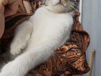 KEDİMİZ SHAKY TATLI OĞLUMUZ YUVA ARIYOR