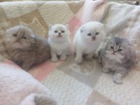 1 aylık safkan scottish fold yavrular