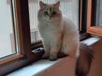 British Yumoşumuzu Sahiplendirendiriyoruz