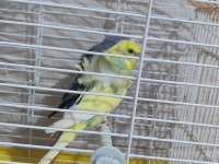 1 tane jumbo 1 tane şov ve 1 tane normal mavi muhabbet kuşu
