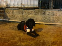 SİYAH DİSİ MİNYATÜR POODLE KİZANDA SU AN