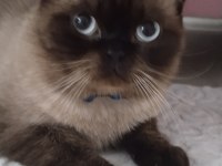 Baba biritish shorthair anne siyam malzeme ile birlikte vece