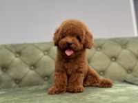 KORE TOY GARANTİLİ RED BROWN TOY POODLE BEBEKLERİMİZ