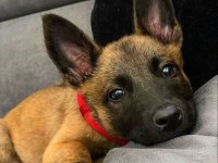 Belçika Malinois Yavrularımız