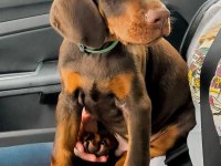 Doberman kapıda ödemeli çiftlik kredi kartı geçer