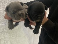 French bulldog yavrularımız
