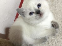 British Shorthair Blue Point Yavru