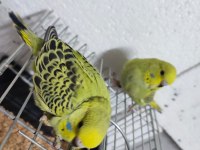 Muhabbet kuşu bebekler ve yetişkinler