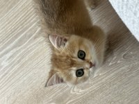 British Shorthair Golden