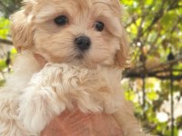 A kalite maltipoo yavru