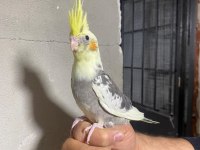 Grey Ve Lutino Sultan Papağanı Yavrular