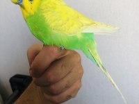 Eş Muhabbet Kuşlar 3 Adet