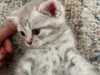 British shorthair yavru