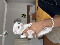 Scottish fold beyaz