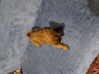 Sevimli parçamız can dostu köpeğimiz