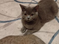 British Shorthair
