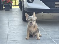 French bulldog erkek yavrumuz