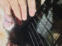 Kızanda Bir Doğum Yapmış French Bulldog