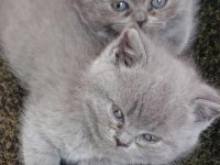 Scottish fold ve british shorthair blue yavrular
