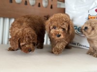 Petmode köpek çiftliğinde ziyarete açık toy poodle