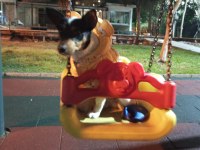KÖPEĞİMİZE YUVA ARIYORUZ