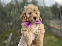 Orijinal dişi brown toy poodle