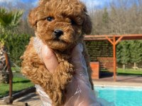 Red Brown Toy Poodle Yavruları İstanbul