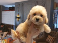 Teddy surat Kore kan maltipoo yavrularımız