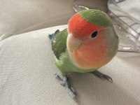 1 Yaşında Ele Alışık Sevda Papağanı