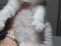 Scottish fold kedimiz